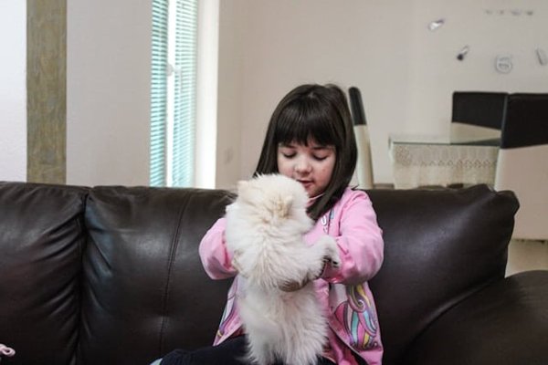 What's the Best Way to Ensure a Pomeranian's Coat Stays Healthy and Mat-free?